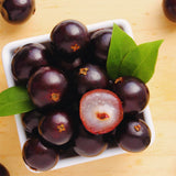 Live Jaboticaba Grape Fruit Tree Plant, 1 Ft Tall, Tropical Garden Tree