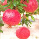 2 Live Pomegranate Fruit Trees, Well-Rooted Plants, 10 To 15 Inches Tall