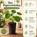 Live Pilea Peperomioides Houseplant, Round Green Leaves, 5-7 Inches Tall