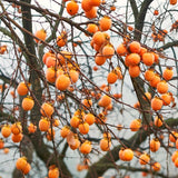 2 Live Persimmon Fruit Trees, Well-Rooted Plants, 1-2 Ft Tall, Dormant