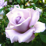 Live Purple Rose Bush, 5-10 Inch Heirloom Starter Plant For Garden Planting