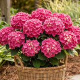 Live Pink Hydrangea Tree In Quart Pot, 6-12 Inches Tall For Garden Planting