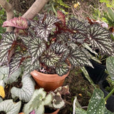 2 Begonia Maculata Angel Wing Live Plants, 5-9 Inch Summer Houseplants