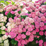 2 Live Pink Hydrangea Shrubs, Large Blooms For Garden Planting, 4 Inch Pot