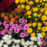 3 Live Chrysanthemum Starter Plants, 3-6 Inch Mixed Fall Mums For Planting