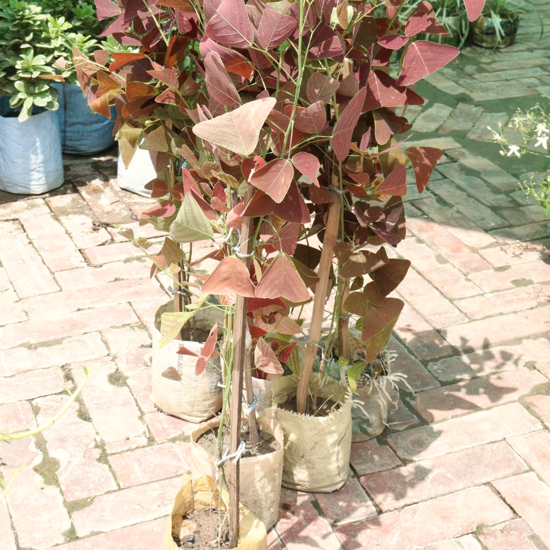 Live Christia Obcordata Decorative Foliage Plant, Butterfly Leaves, 5-9 In