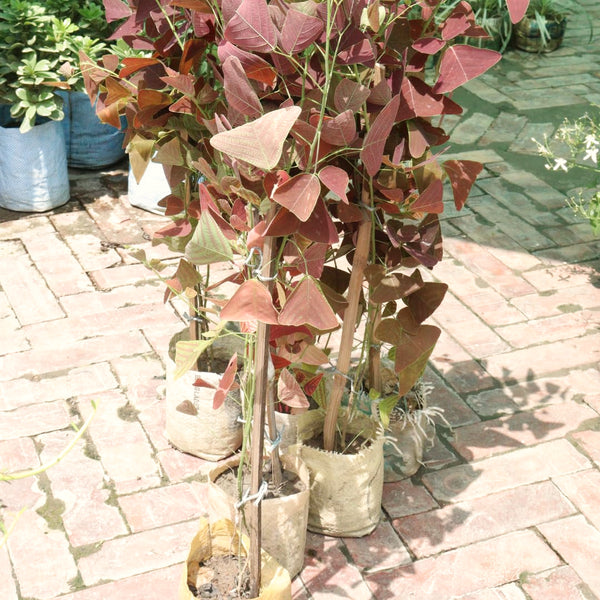 Live Christia Obcordata Decorative Foliage Plant, Butterfly Leaves, 5-9 In