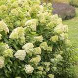 Live Green Hydrangea Shrub, Flowering Plant In 6-12 Inch Pot For Patio