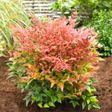 Live Dwarf Nandina, 6-9 Inches Tall In A 2.5-Inch Pot, Landscape Shrub