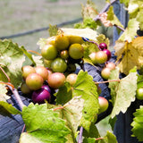 2 Live Bronze Muscadine Grape Vines, Sweet Fruit Plants, 5-8 Inches Tall