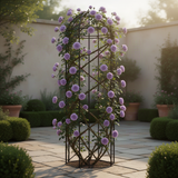 Live Climbing Rose Plant, 5-9 Inch Tall, Fragrant Flower, Bare Root Bush