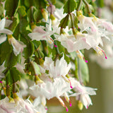 2 Live White Christmas Cactus Plants, 4-7 Inch Holiday Houseplants Displays