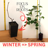 3 Red Grape Vine Plants, Live Climbing Vines, 5-9 Inches Tall For Trellis