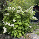 Live Oakleaf Hydrangea Shrub, White Flowers, 5-10 Inches Tall, Dormant Tree