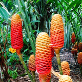 5 Shampoo Ginger Rhizomes, Zingiber Zerumbet Roots For Pots And Gardens