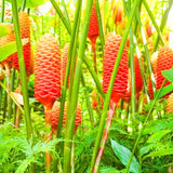5 Shampoo Ginger Rhizomes, Zingiber Zerumbet Roots For Pots And Gardens