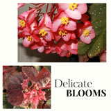 3 White Pink Spot Begonia Maculata Live Plants, Angel Wing, 5-9 Inches Tall