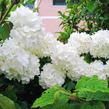 2 Live Snowball Viburnum Shrubs, Hardy Outdoor Plants, 1-2 Feet Tall Each