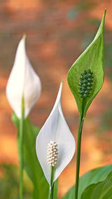 2 Live Green Peace Lily Plants, Indoor Decor For Home Or Office, 5-9 Inch