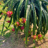 Outdoor Tropical Fruit Tree, Live Red Dragon Fruit Plant In 4 Inch Pot