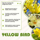 Live Yellow Magnolia Tree, 6-12 Inch Plant For Garden Or Large Container