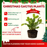 2 Live Pink Christmas Cactus Plants, 4-7 Inch Holiday Flower Houseplants