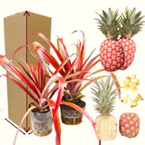 2 Live Pineapple Plants, 4-6 Inch Tropical Fruit Plants For Containers