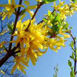 2 Live Lynwood Gold Forsythia Shrubs, 6-12 Inch Bareroot Garden Plants