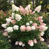 Live White To Pink Hydrangea Shrub, 6-12 Inch Potted Flowering Garden Plant