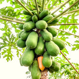 Live Papaya Fruit Tree, Tropical Plant 5-10 Inches Tall In A 4 Inch Pot