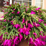 2 Live Purple Christmas Cactus Plants, 3-6 Inch Tall Indoor Houseplants