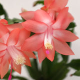 2 Live Salmon Christmas Cactus Plants, 4-7 Inch Indoor Houseplants, Decor