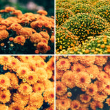 2 Orange Live Mum Plants, 5-7 Inch Hardy Perennial Flowers For Outdoors