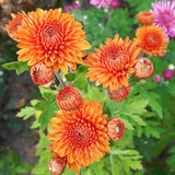 2 Live Orange Chrysanthemum Plants, Flowering Mums For Zone 6 Garden Beds