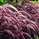 2 Live Red Purple Fountain Grass Plants, 5-9 Inch Garden Border Starters