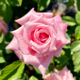 Live Pink Rose Bush, Fragrant Blooming Heirloom Plant, 5-10 Inches Tall