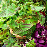 Live Christia Obcordata Butterfly Plant, 4-8 Inch Ornamental Foliage Decor