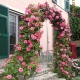 Live Climbing Rose Bush, Pink To Deep Pink Blooms, Fragrant, 5-9 Inches