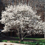 Live Star Magnolia Tree In Gallon Pot, Fragrant Flowers, 12-18 Inches Tall