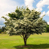 Cold Hardy White Kousa Dogwood Tree, 12-18 Inch, Quart Pot Flowering Plant