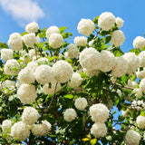 Live Old Fashion Snowball Viburnum Shrub, Hardy 8-10 Inch Garden Plant