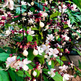 Live Wallichii Clerodendrum Vine, White Light Bulb Flower, 5-9 Inches Tall