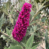 Dark Pink Butterfly Bush Live Plant, 4 To 6 Inch Starter Shrub For Garden