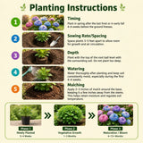 Live Green Hydrangea Shrub, Flowering Plant In 6-12 Inch Pot For Patio