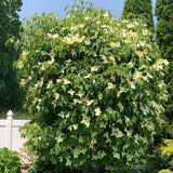 Live Kousa Dogwood Tree, 2.5 Inch Pot, Spring-Flowering Landscape Plant