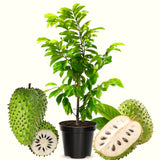 Live Soursop Guanabana Orchard Tree, Tropical Fruit Plant, 5-9 Inches Tall
