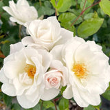 White Climbing Rose Bush, Live Plant 5-9 Inch Tall, Well Rooted, No Leaf