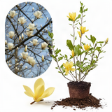 Live Yellow Bird Magnolia Tree, 12-18 Inches Tall In One Gallon Container