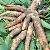 Live Sweet Yuca Cassava Plant, 6-9 Inch Garden Vegetable For Outdoor Use