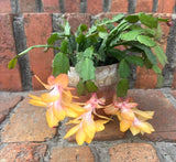 2 Live Yellow Christmas Cactus Plants, 4-7 Inch Holiday Indoor Houseplants